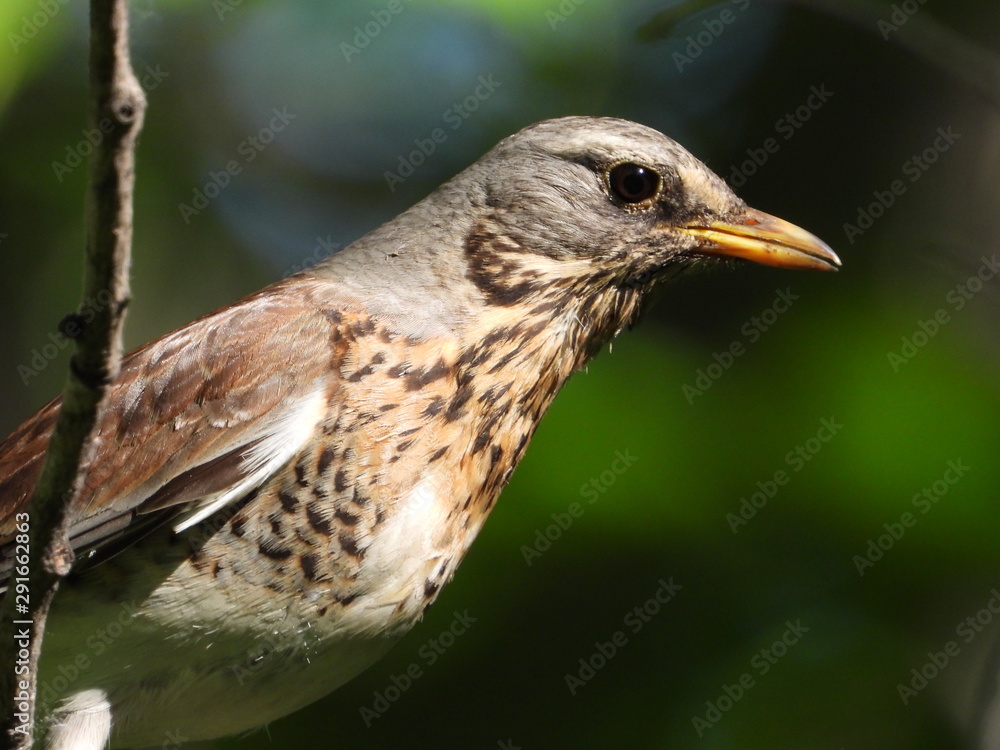 starling starling