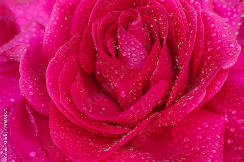 Beautiful background big pink rose in dewdrops close-up  soft focus.
