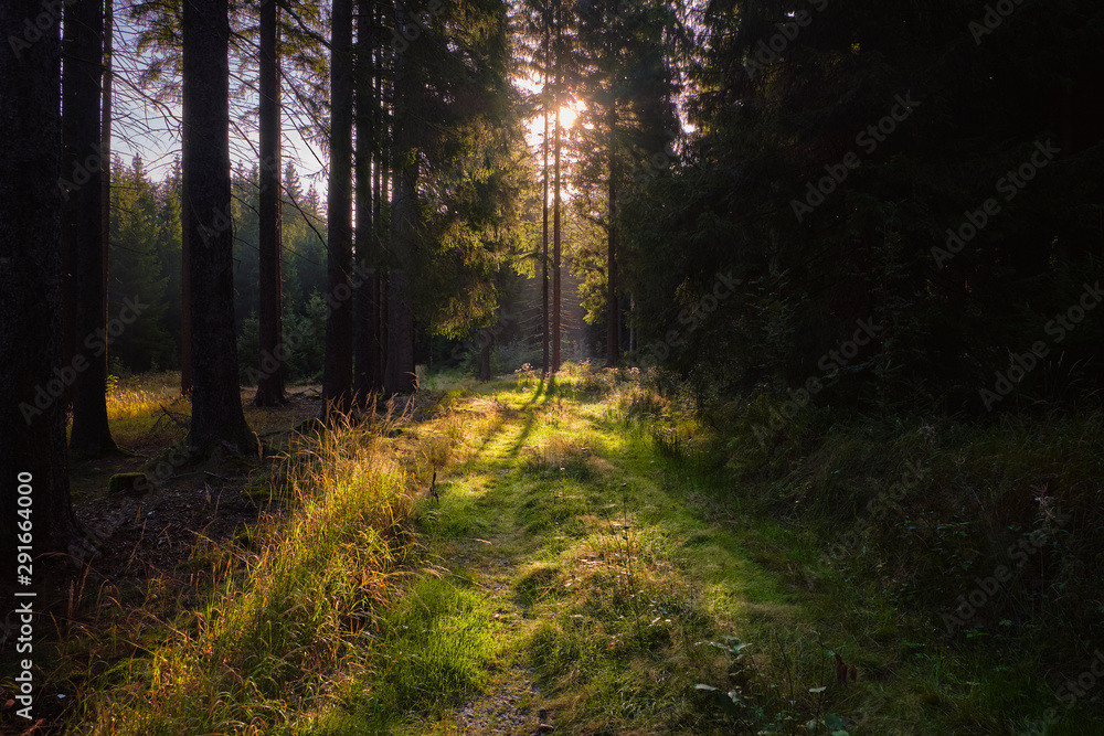 Obraz premium Wanderweg im Wald