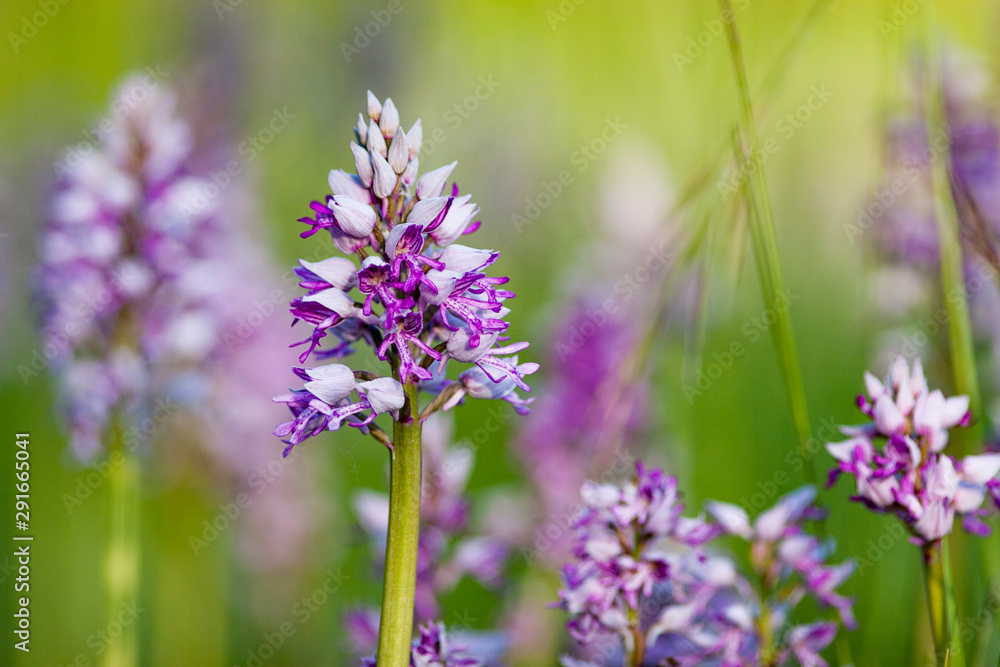 Orchis militaris also named military orchid Orchis militaris also named military orchid