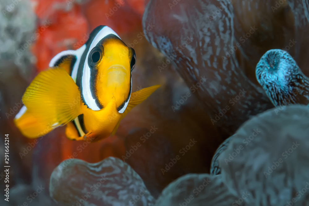 Fototapeta premium Clown fish swimming in its anemone.