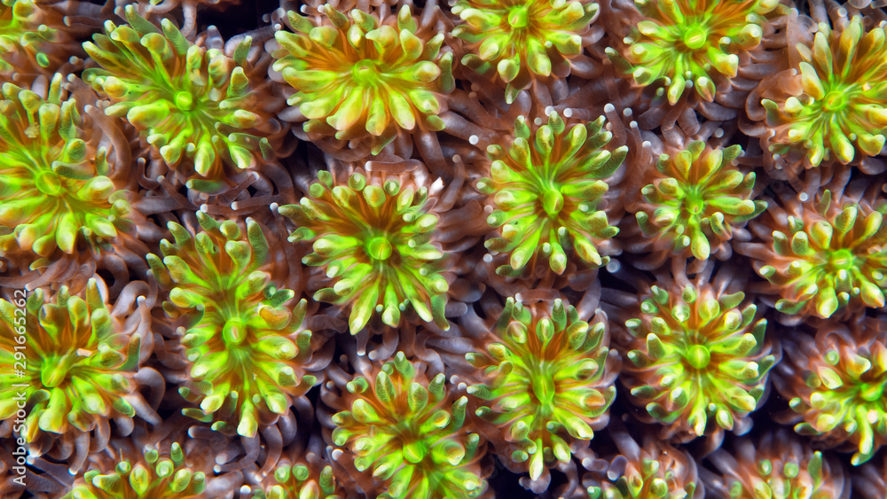 Soft coral of the family Xeniidae close-up Soft coral of the family Xeniidae close-up