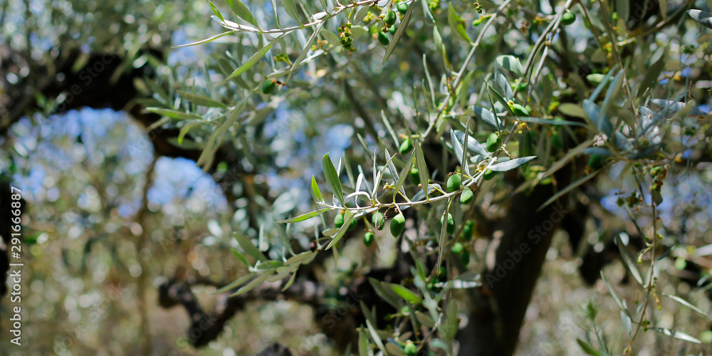 Obraz premium green olives growing in mediterranean olive tree