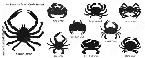 Set of the best kinds of crab to eat.Crab vector by hand drawing.crab silhouette on white background.Horsehair Crab art highly detailed in line art style.Animal pictures for coloring.