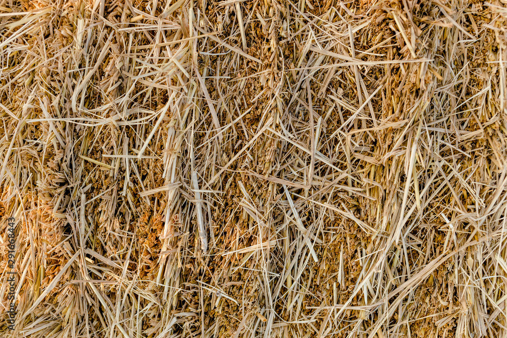 stubble field after harvest in rural area stubble field after harvest in rural area