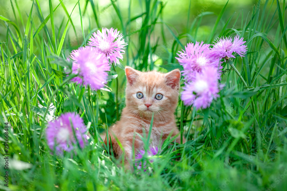 Cute little red kitten sitting in flowers on the grass