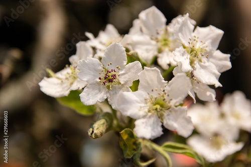 flor blanca primavera 