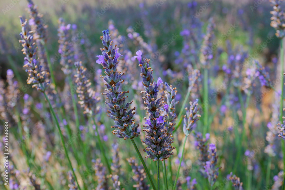 close up of lavender flower in provence -south of france - close up of lavender flower in provence -south of france -