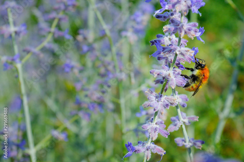 Fototapeta Naklejka Na Ścianę i Meble -  close up of lavender flower in provence -south of france -