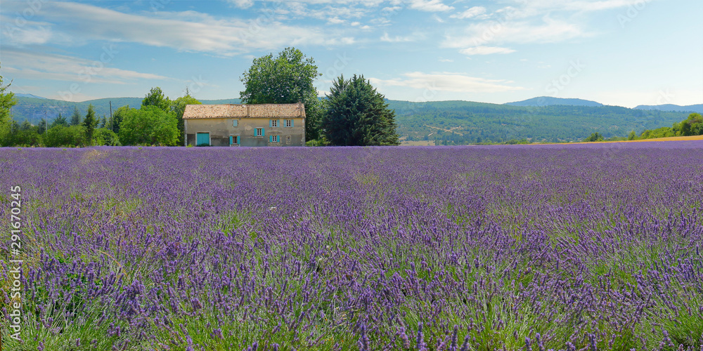 plantation of bunch of lavender in provence -south of france - plantation of bunch of lavender in provence -south of france -