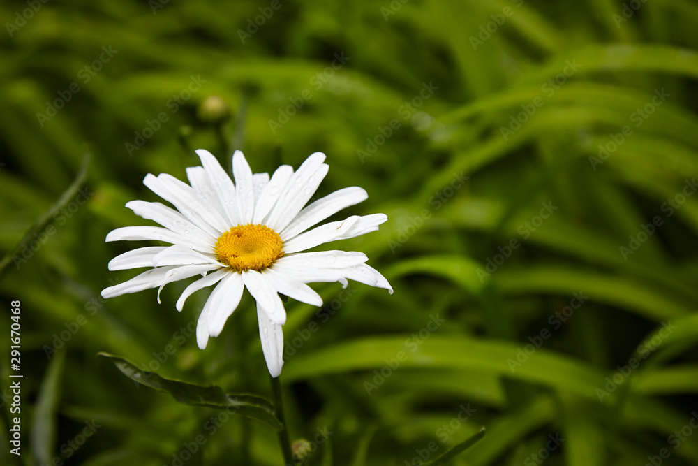 Fototapeta premium daisy in green grass