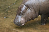 Hipopotamo bebiendo agua foto cuadro