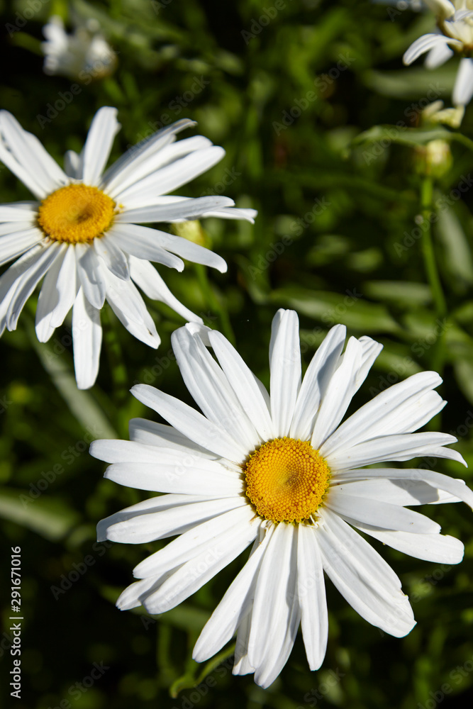 Obraz premium Flower