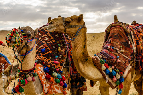 Camels near the great pyramids in Giza, Egypt