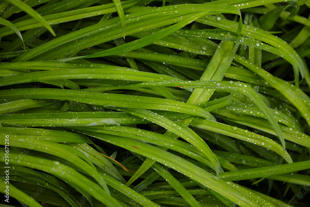 green grass with water drops green grass with water drops