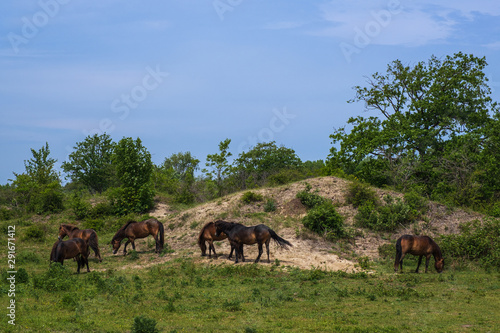 Grasende Wildpferde in den Dünen von Oostvoorne/Niederlande © fotografci
