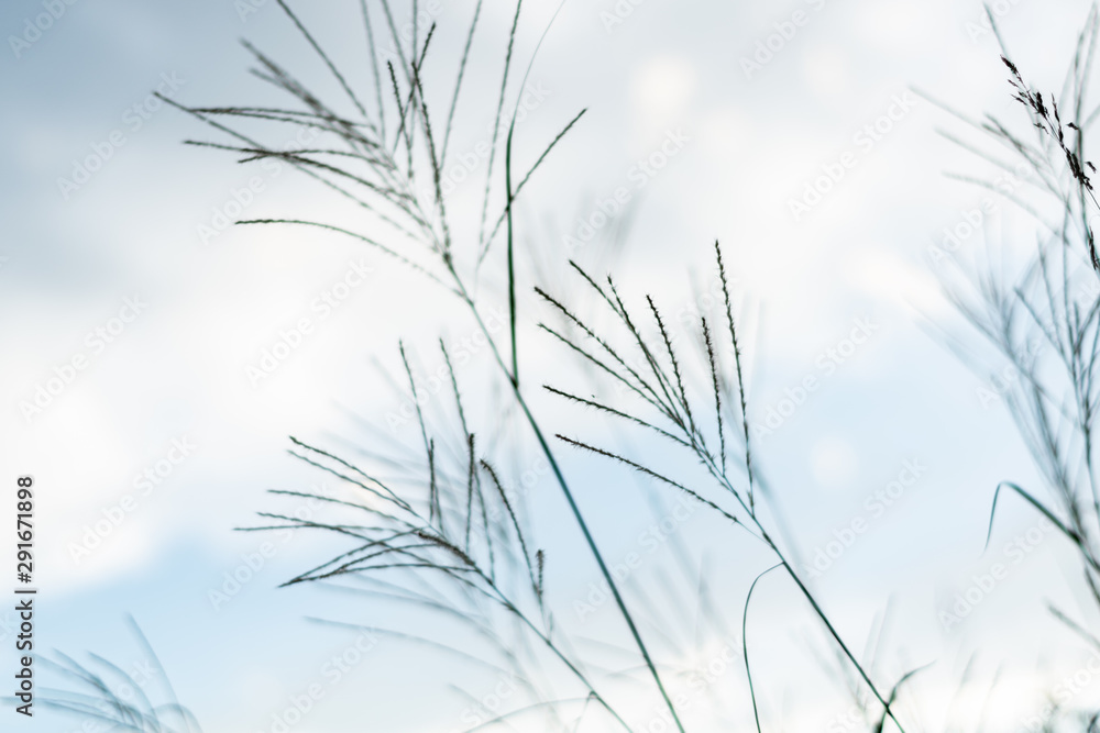 草と空 草と空