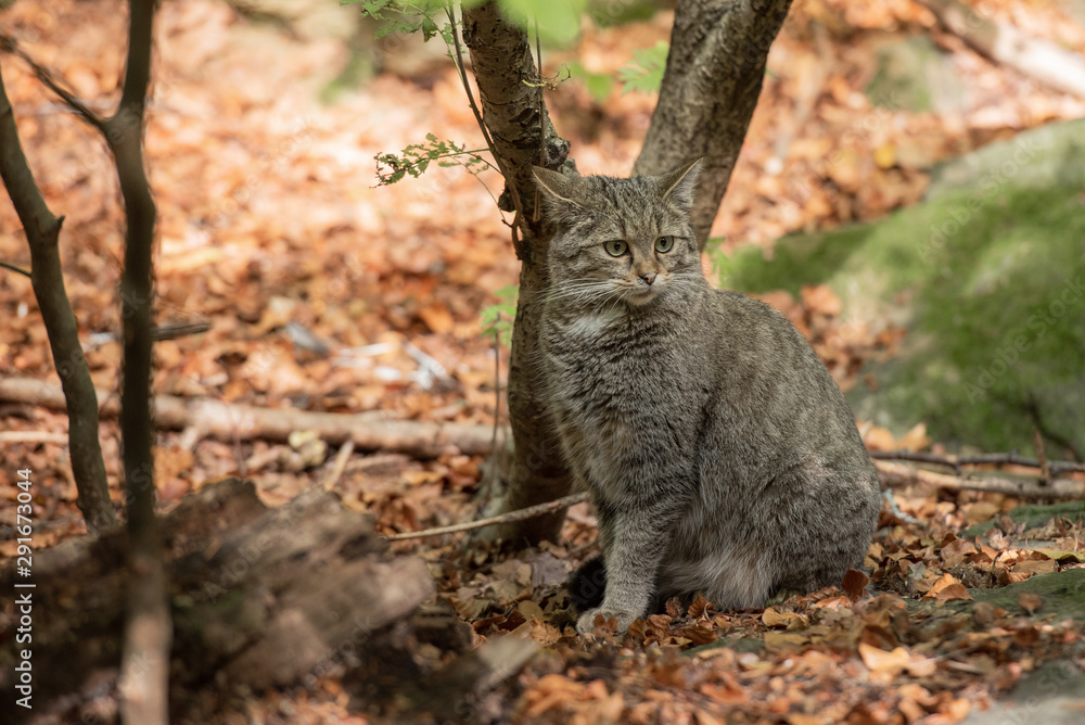 Fototapeta premium An European Wildcat in the autumn forest, Bayerischer Wald National Park, Germany