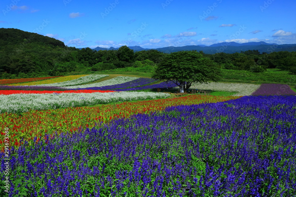 Fototapeta premium 宮城県 秋のやくらいガーデン