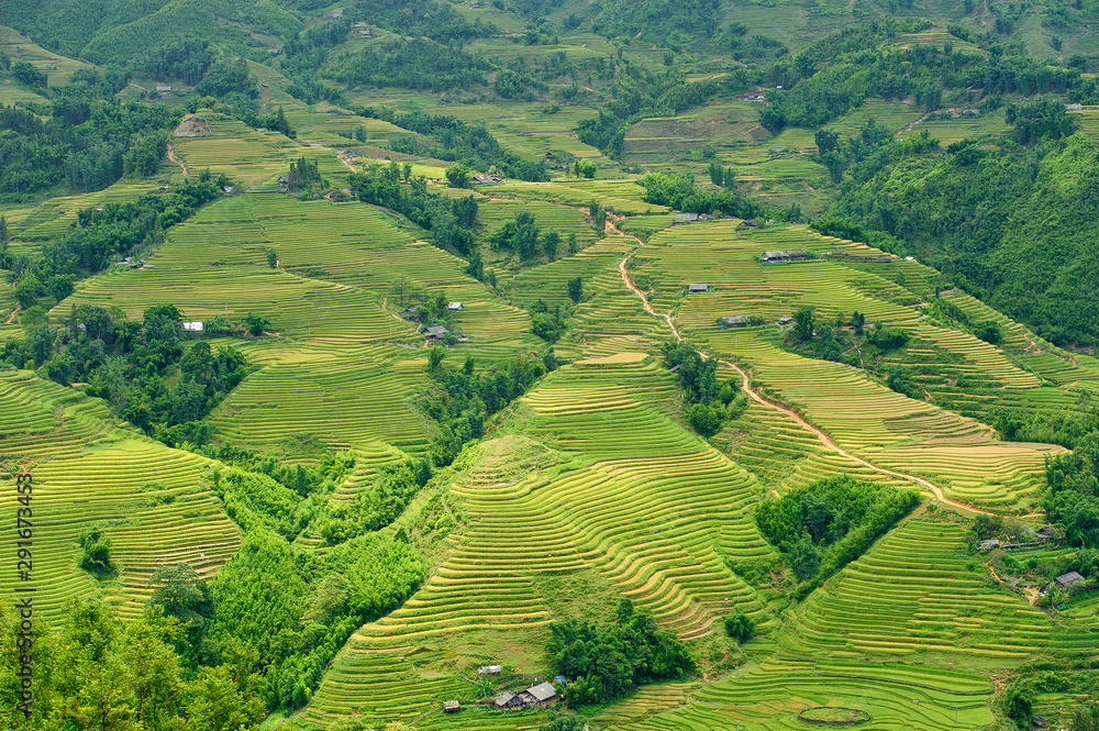 aerial view of rice fields terraced in Vietnam