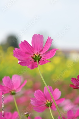 cosmos in the field