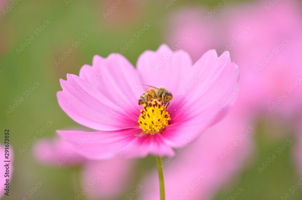 cosmos in the field cosmos in the field