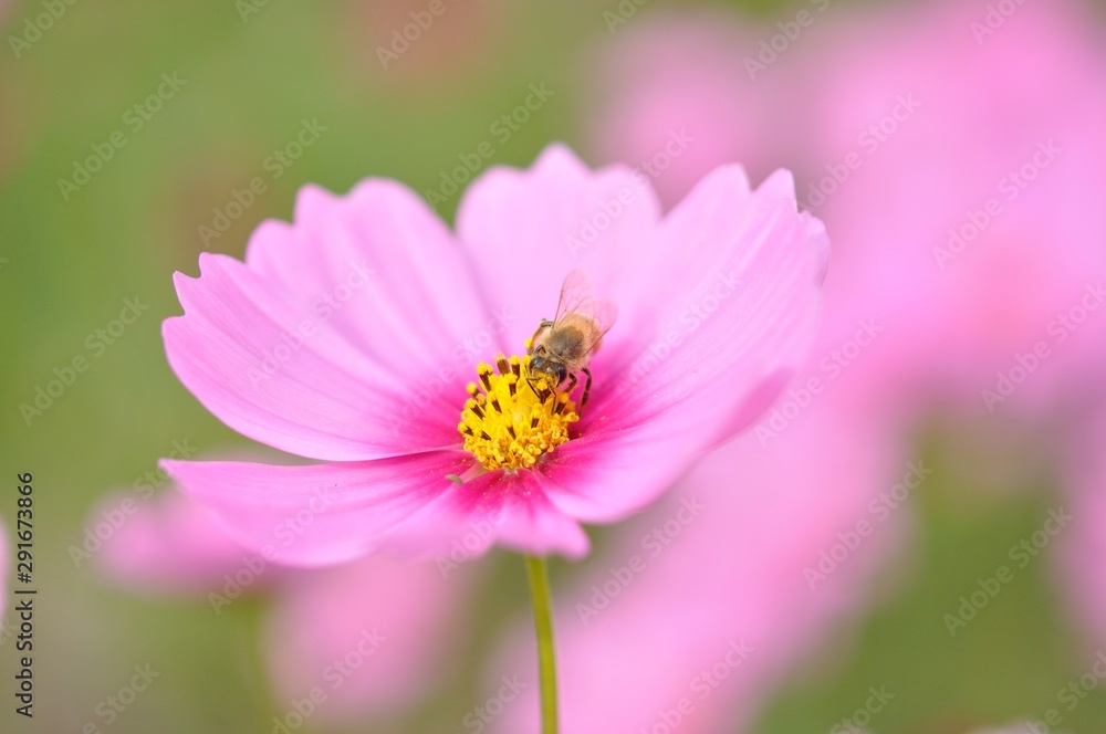 cosmos in the field cosmos in the field