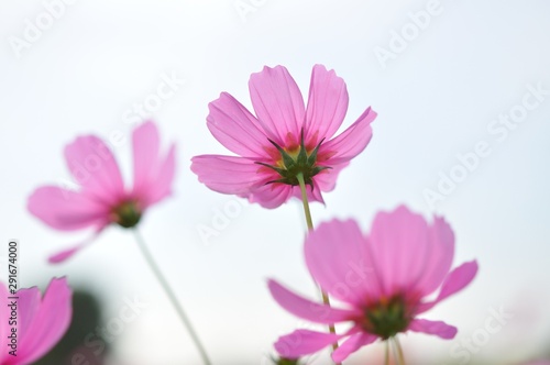cosmos in the field