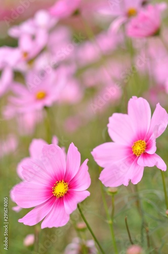 cosmos in the field