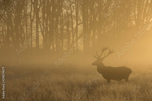 deer in the morning - winter forest