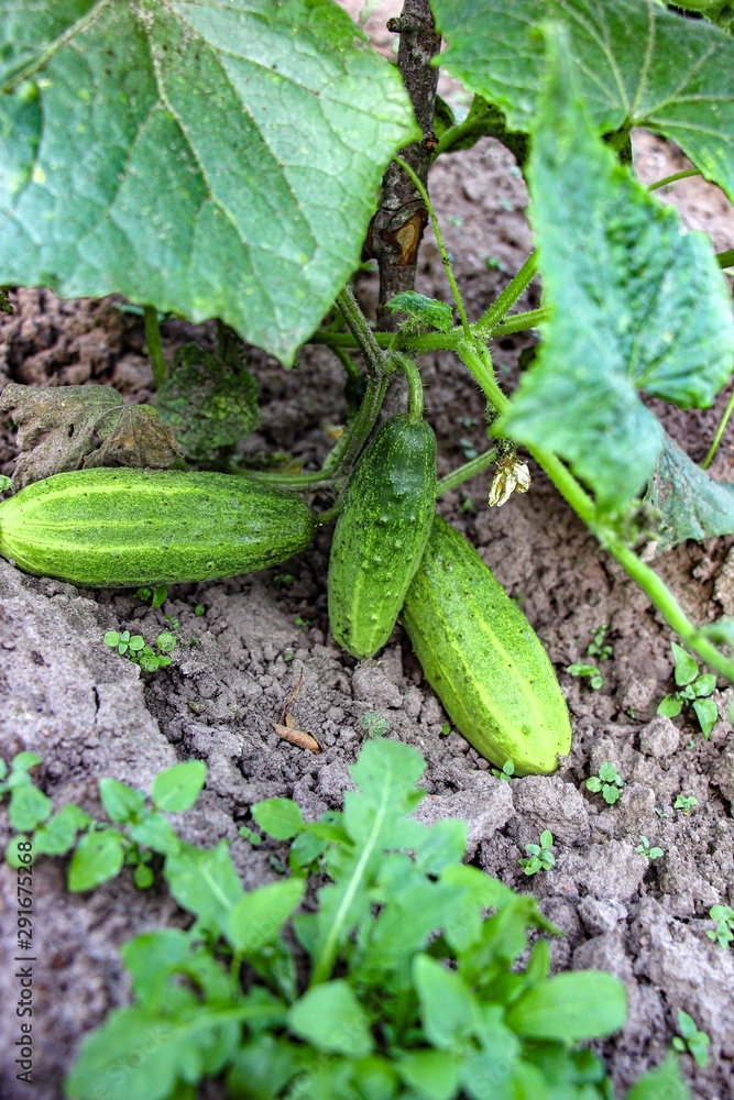 Three green cucumbers on dark ground. Leaves of cucumbers. Portrait orientation Three green cucumbers on dark ground. Leaves of cucumbers. Portrait orientation