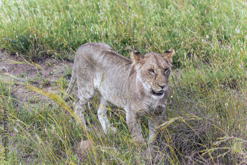 Lion cub in the tall grass