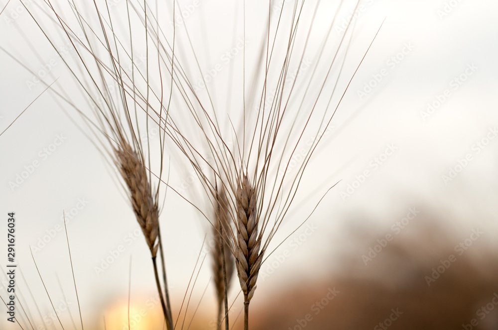 Fototapeta premium close up of three golden corn at sunrise. light golden colors, beauty in nature.