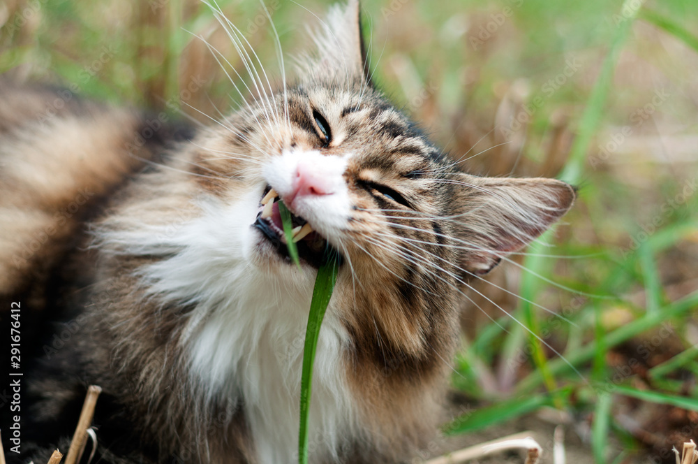 funny beautiful tabby norwegian forest cat eating grass lying in the grass . long whiskers and big teeth