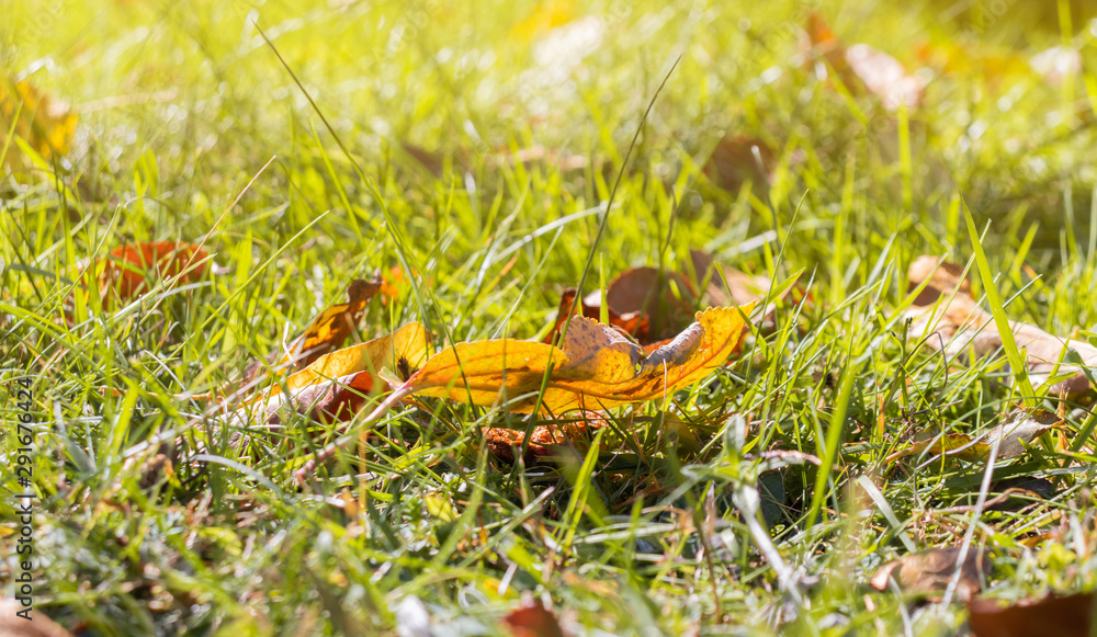 Fototapeta premium Autumn leaves at the green grass in the park.
