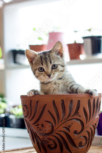 Funny little kitten in a flower pot.