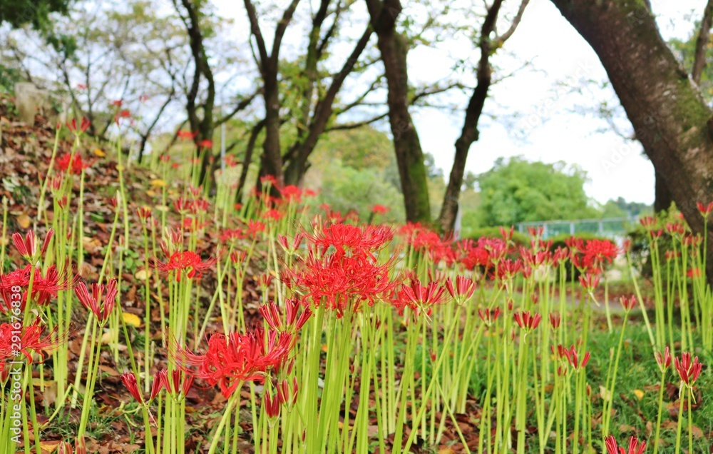 彼岸花　秋　風景　杤木