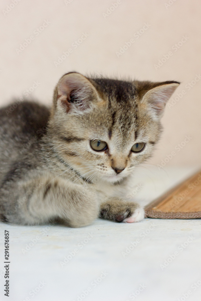 Portrait of a beautiful gray kitten on white table