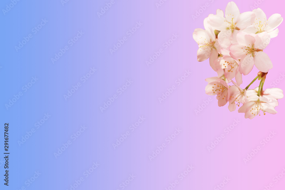 Spring floral background. Sakura flowers isolated pink blue gradient background Spring floral background. Sakura flowers isolated pink blue gradient background