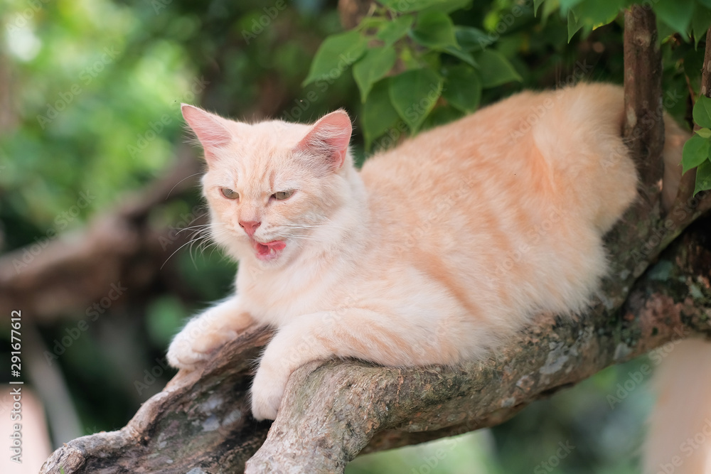 Ginger cat sitting on a tree branch on a sunny day. Ginger cat sitting on a tree branch on a sunny day.
