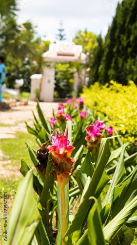 flowers in the garden