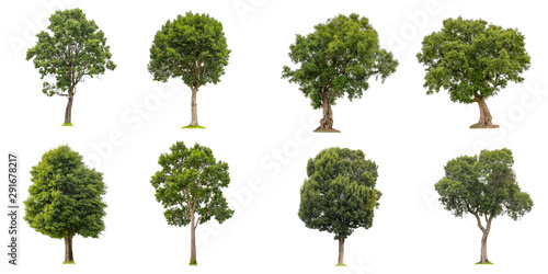 Valokuva isolated of collection beautiful fresh green deciduous trees on white background