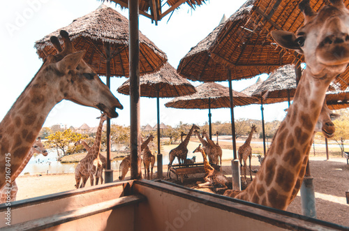 carousel in park