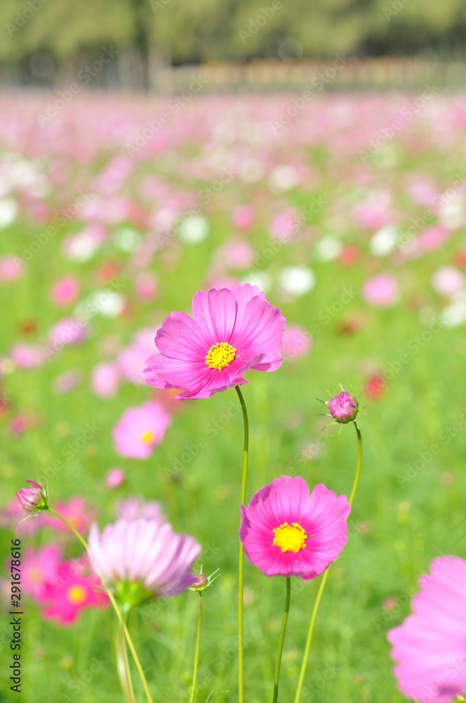 cosmos flower cosmos flower