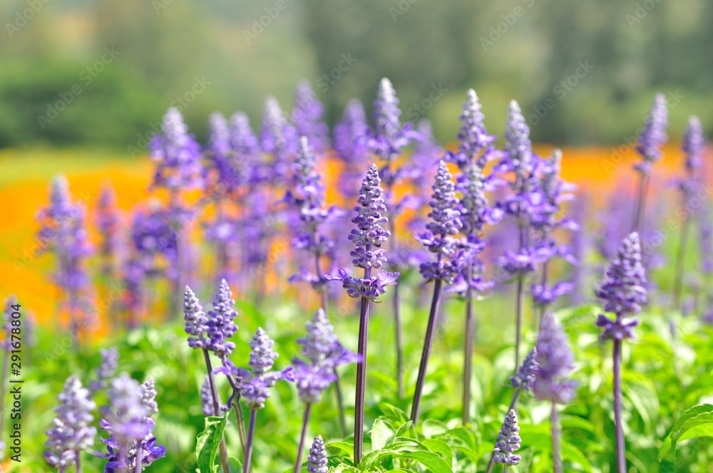 Naklejka premium lavender flower in the field