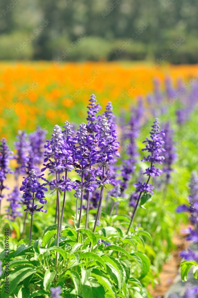 Naklejka premium lavender flower in the field