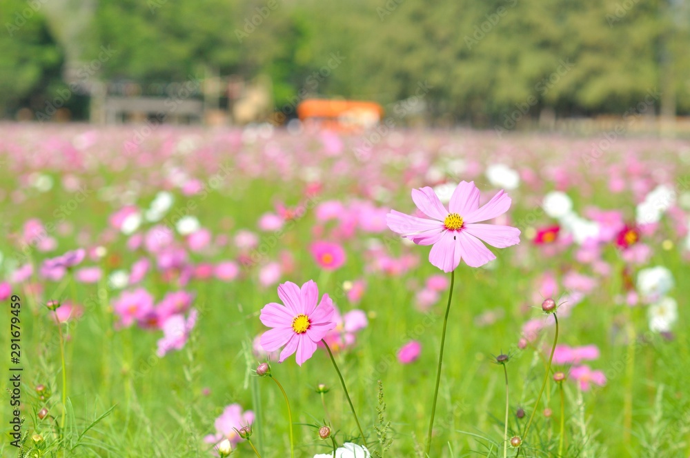 cosmos flower