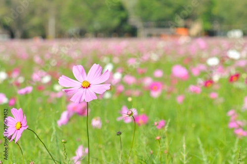 cosmos flower