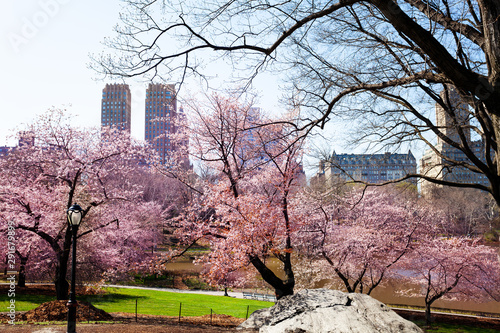 Canvastavla Blooming Kwanzan Cherry New York central park