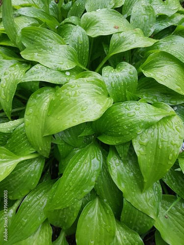 Hosta leaves after rain on a home flower bed